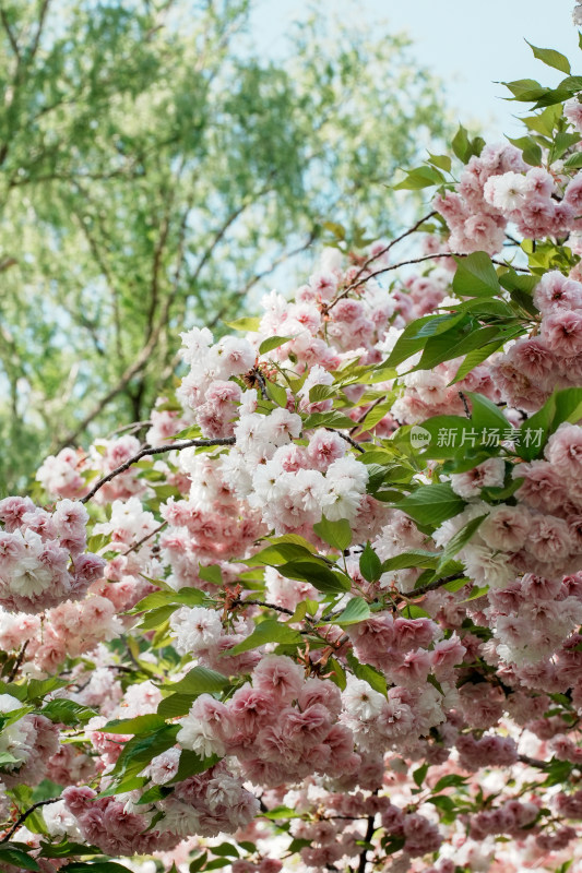 北京朝阳公园樱花