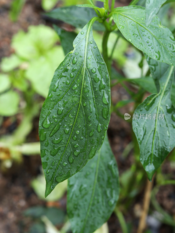 春天绿色的植物叶子树叶和水滴雨滴