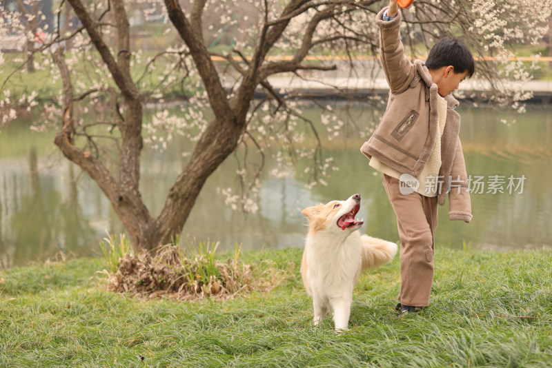 小男孩和宠物边境牧羊犬在草地上玩飞盘