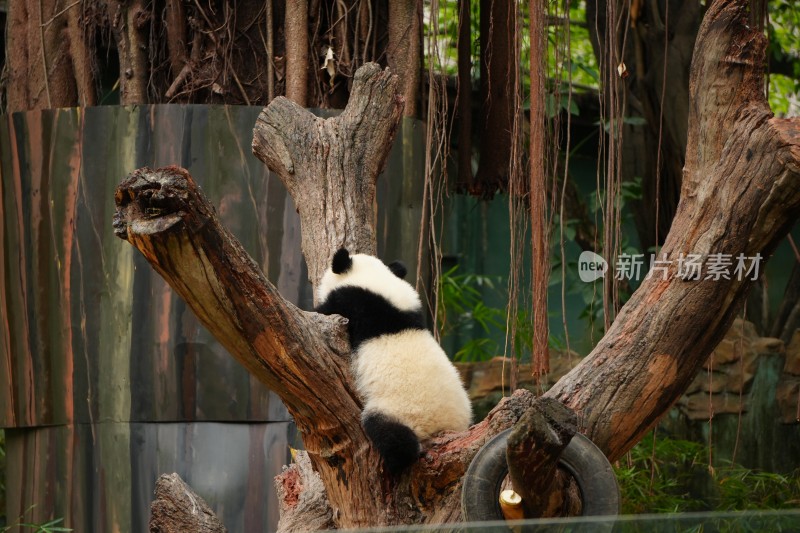 大熊猫幼崽在树上活动场景