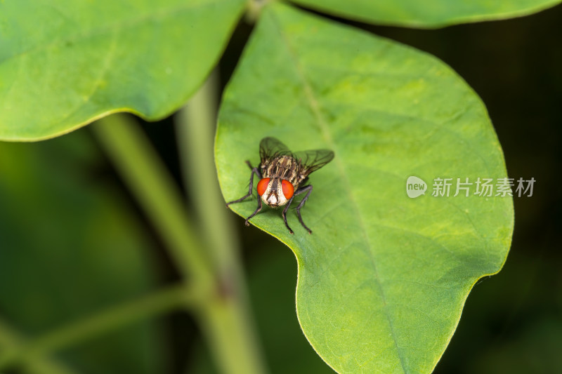 红眼苍蝇特写