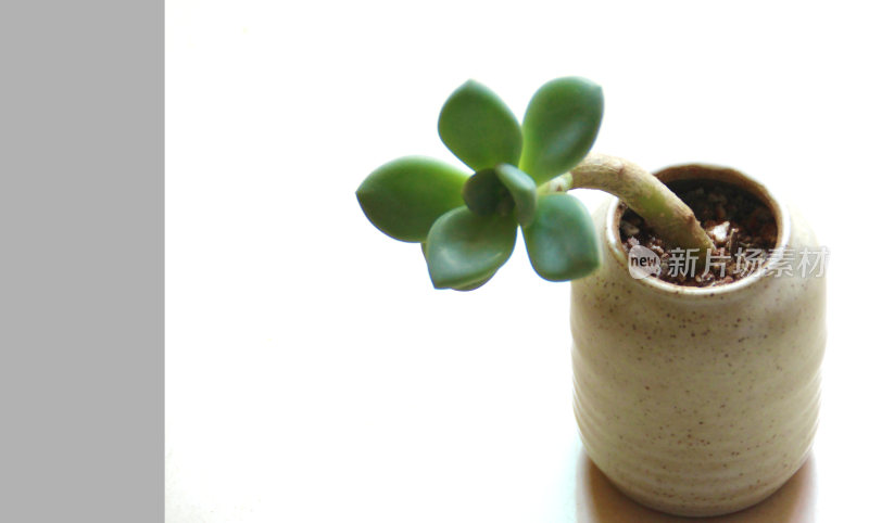 多肉植物盆栽盆景绿色植物