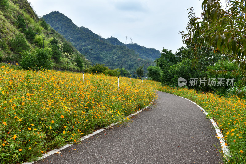 黄色小花小路