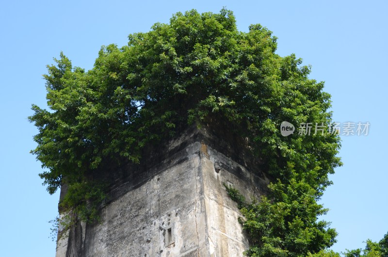 广东东莞：碉楼楼顶长树