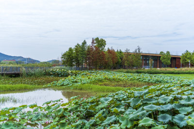 武汉江夏中央大公园风景