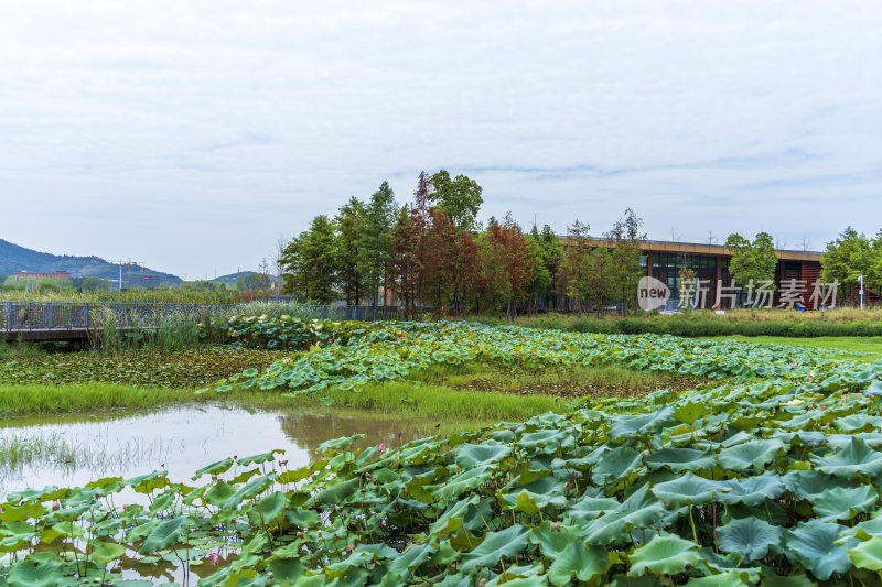 武汉江夏中央大公园风景