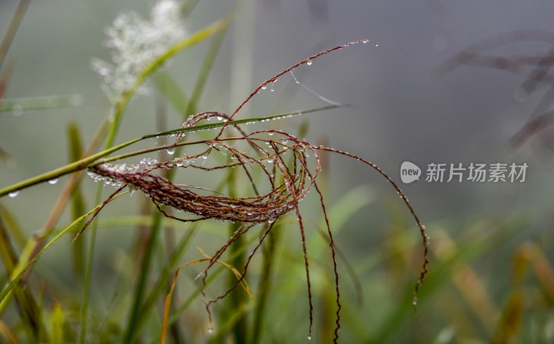 重庆酉阳：霜降后的小草“披金戴银”