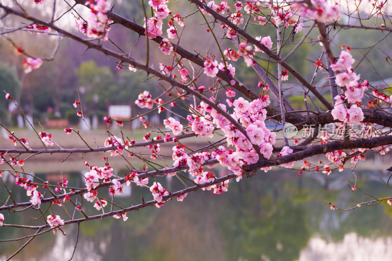 早春梅花枝头