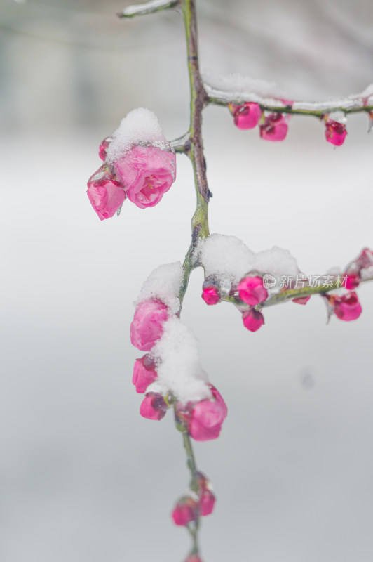 武汉东湖梅园雪中梅花盛开