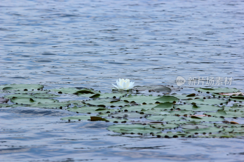 漂浮在湖面上的睡莲花