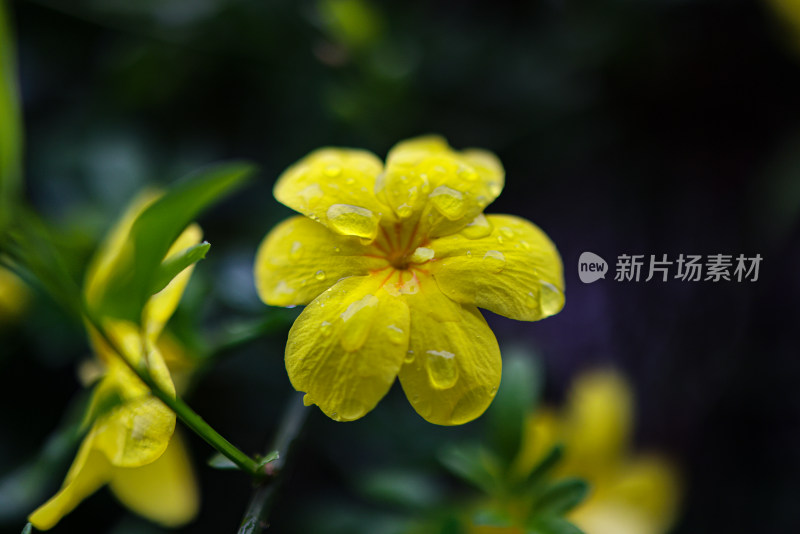 迎春花 春天 小黄花