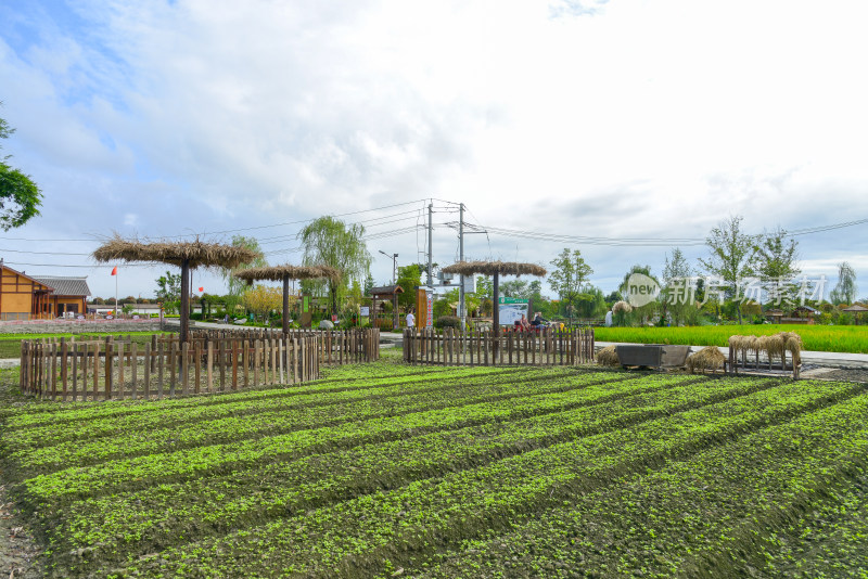 田园规整农田种植景象