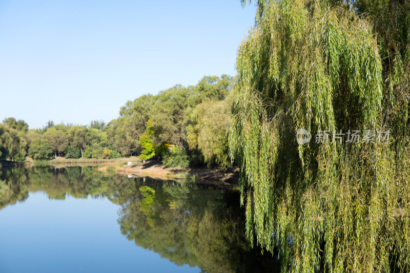 秋季湖边的垂杨柳风景