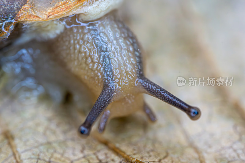 树叶上蜗牛的微距镜头