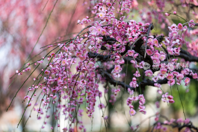 春天梅花龙梅树开花了