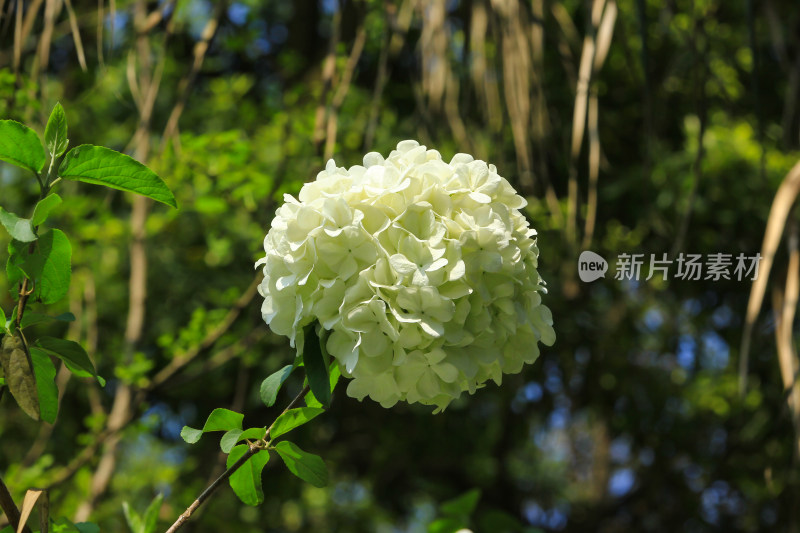 绿色植物绣球背景