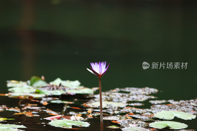 夏日池塘中的莲花