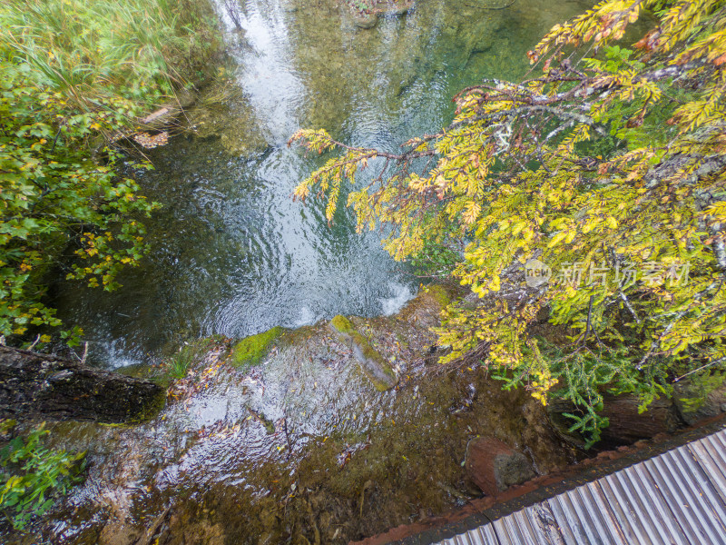 静谧的森林与湖景