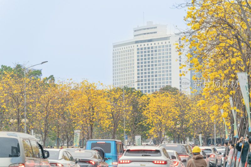 城市街道盛开黄花风铃木景象