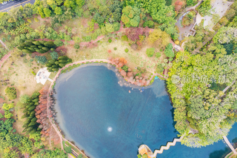 广东省深圳市龙岗区龙潭公园秋天水杉林航拍