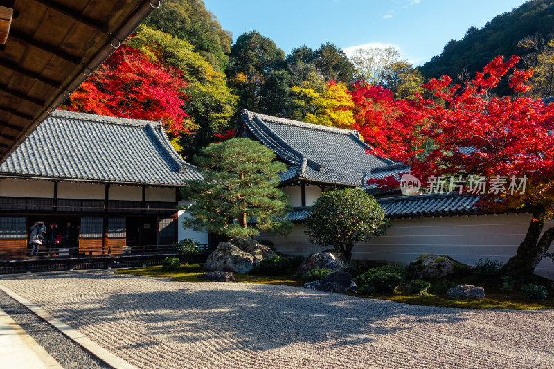 庭院 日式庭院 日式建筑 枫叶