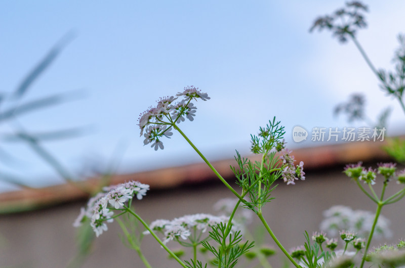 芫荽开花了