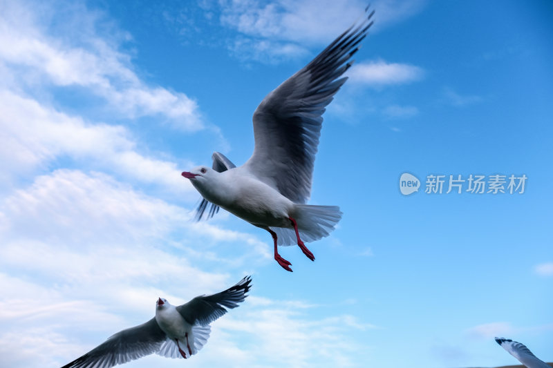 蓝天中飞翔的海鸥