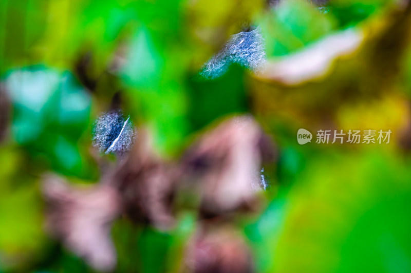 雨后荷叶上的露水珠