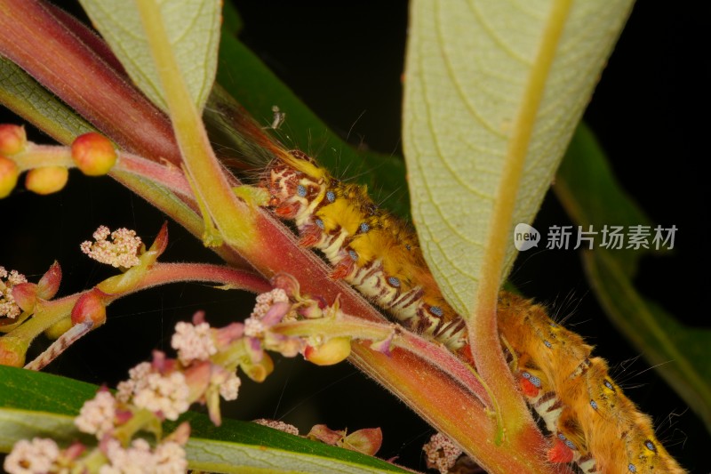 植物上的毛虫特写镜头