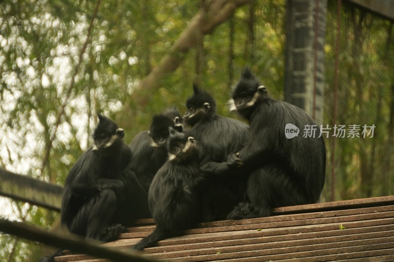 黑叶猴坐于木架上的场景