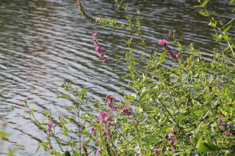 IMG_0660     小河边的水草小花