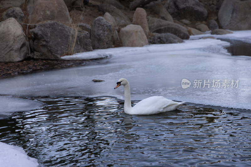 一只在冰雪地里游泳的白天鹅