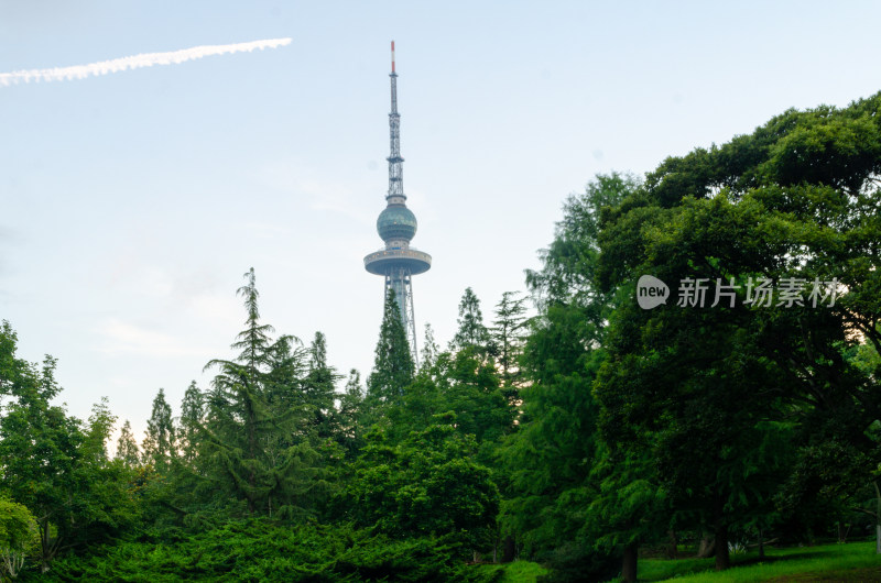 青岛中山公园的青草绿树和青岛电视塔