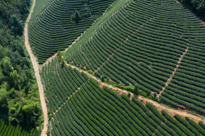 福建武夷山上种满整齐茶树的茶园