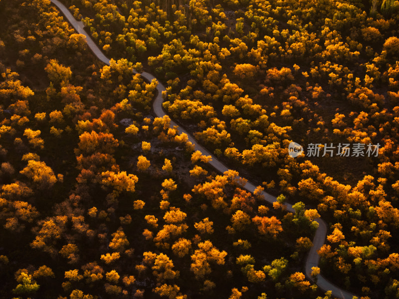 夕阳下的胡杨林