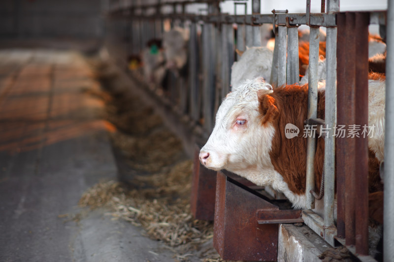 牛栏里正在养殖的肉牛