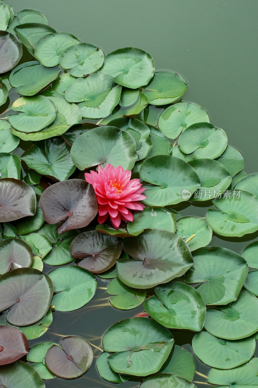 北京国家植物园睡莲