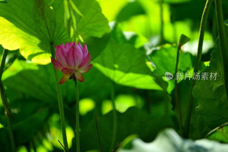 莲花荷花荷花池