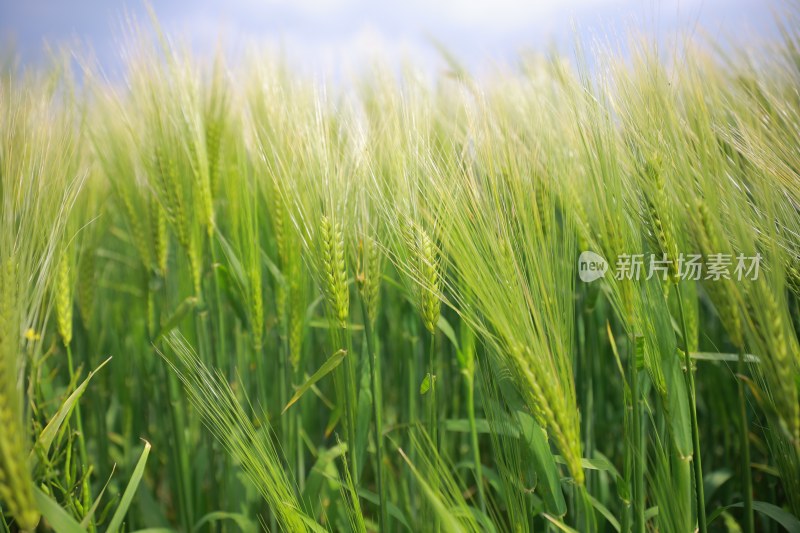 绿色麦田麦穗特写