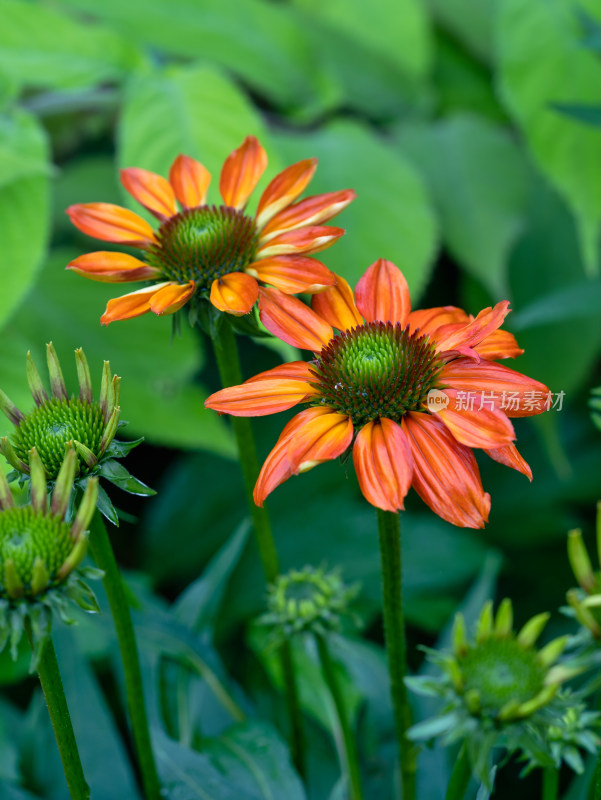 松果菊开花特写