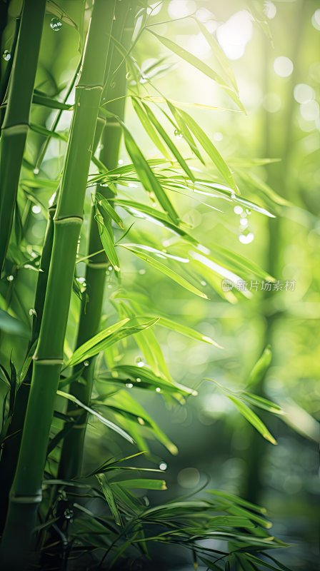 青翠绿色竹子