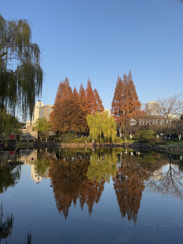 宁波月湖公园湖畔秋景