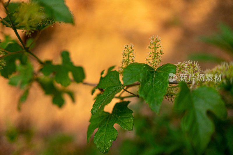 带花绿叶的植物特写