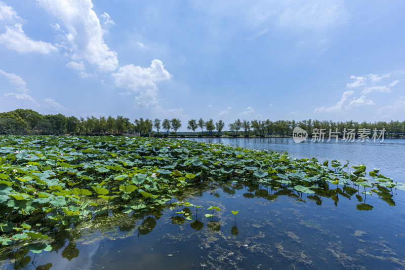 武汉蔡甸汤湖公园生态园林风景