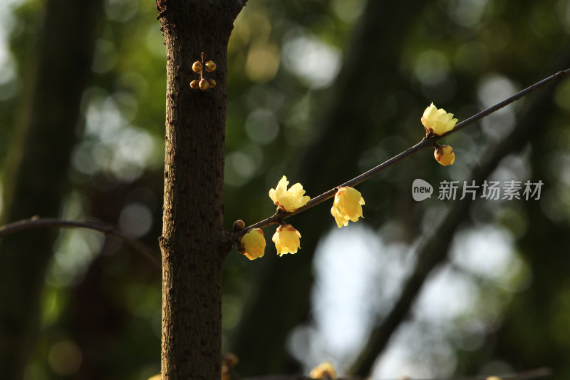 冬天腊月盛开的蜡梅花