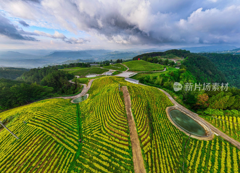 万亩茶园产业园区全景