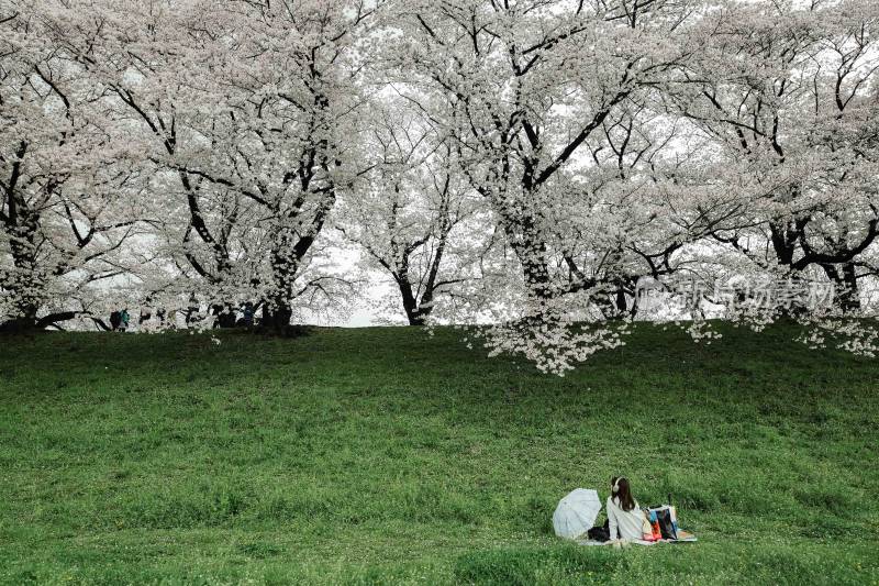 女孩坐在樱花树下听歌