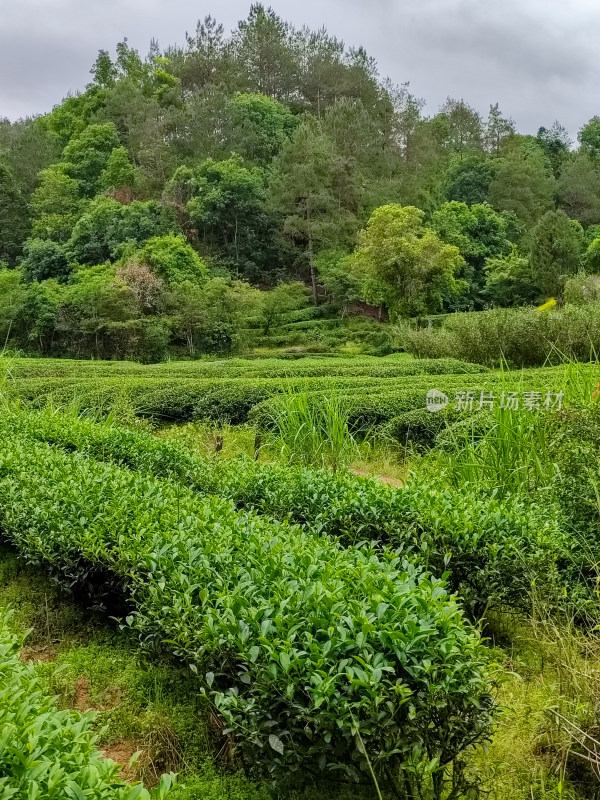 绿意盎然的丛林中整齐的茶树园