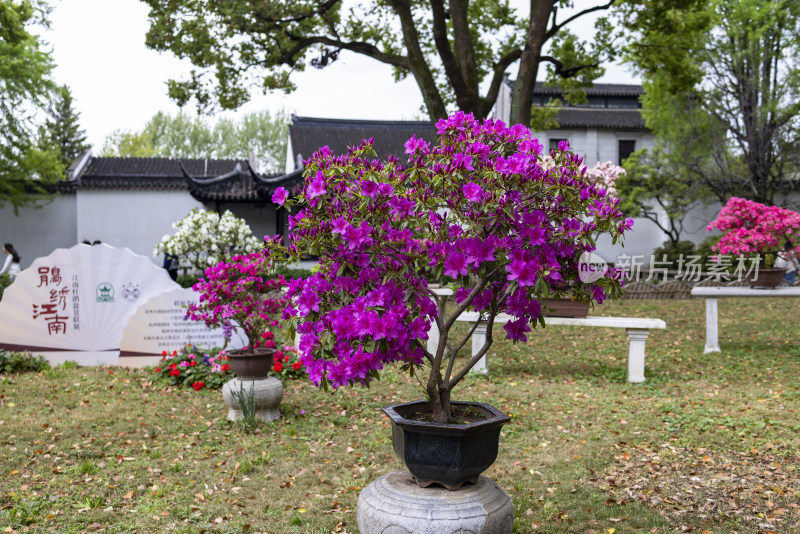 苏州园林拙政园春日杜鹃花盆栽