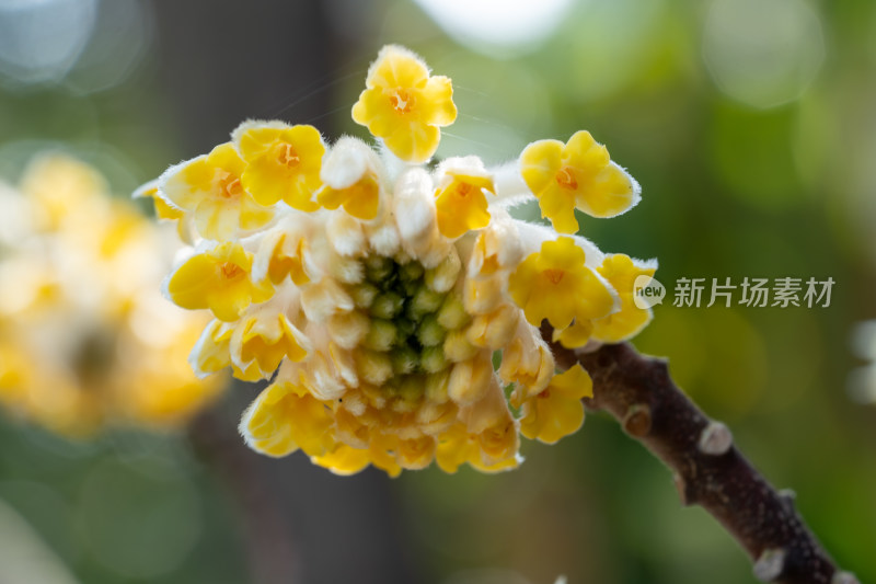 微距下的植物结香花